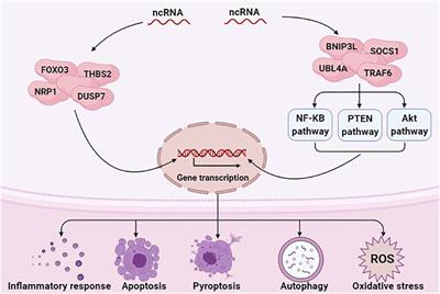 Non-Coding RNAs in Sepsis-Associated Acute Kidney Injury